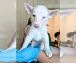 Small Gerberian Shepsky