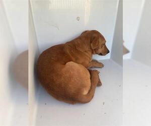 Labrador Retriever Mix Dog for Adoption in Houston, Texas USA