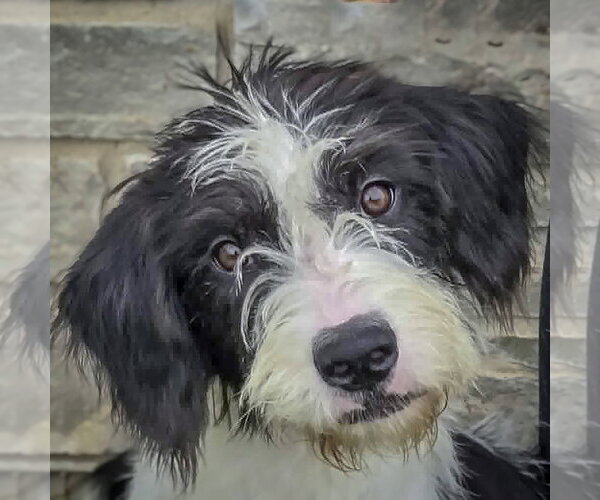 Medium Photo #1 Border Collie-Unknown Mix Puppy For Sale in Huntley, IL, USA