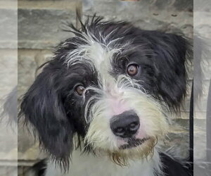 Border Collie-Unknown Mix Dogs for adoption in Huntley, IL, USA