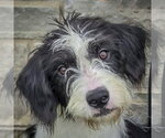 Lilo - Female Border Collie-Unknown Mix Dog for Adoption - Small photo