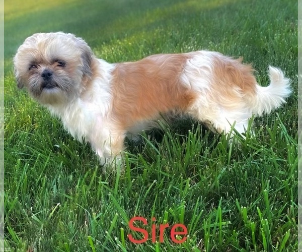 Medium Photo #1 Zuchon Puppy For Sale in BLOOMFIELD, IN, USA