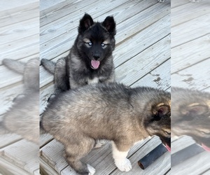 Siberian Husky Puppy for sale in ALDEN, MI, USA