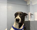 Small Labrador Retriever Mix
