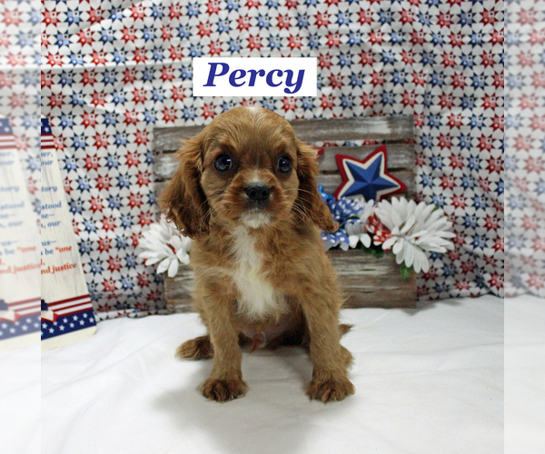 Medium Photo #12 Cavalier King Charles Spaniel Puppy For Sale in CHANUTE, KS, USA