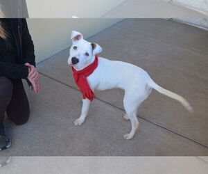 Mutt Dogs for adoption in McKinney, TX, USA