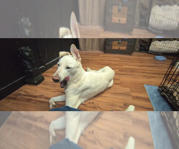 Medium Photo #3 German Shepherd Dog-Unknown Mix Puppy For Sale in Salt Lake City, UT, USA