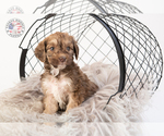 Small Photo #25 Saint Berdoodle Puppy For Sale in LEAVENWORTH, IN, USA