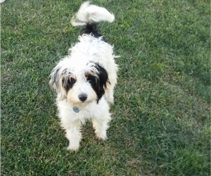 Mother of the Miniature Bernedoodle puppies born on 12/01/2022