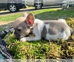 Small Photo #16 French Bulldog Puppy For Sale in NORTH LITTLE ROCK, AR, USA