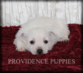 Small Photo #17 West Highland White Terrier Puppy For Sale in COPPOCK, IA, USA