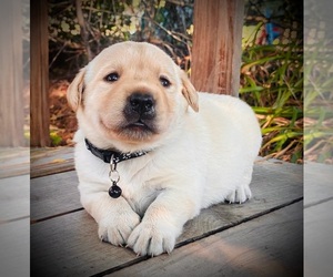 Labrador Retriever Puppy for sale in AUGUSTA, WI, USA
