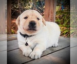 Small Labrador Retriever