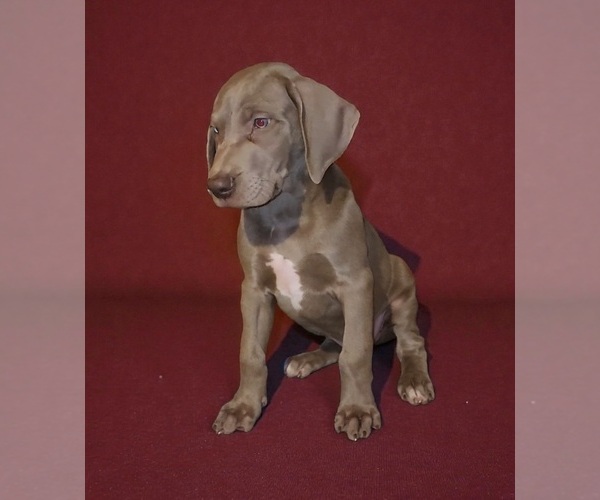 Medium Photo #8 Great Dane Puppy For Sale in DENHAM SPRINGS, LA, USA
