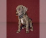 Small #7 Great Dane