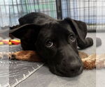 Small #28 Labrador Retriever Mix