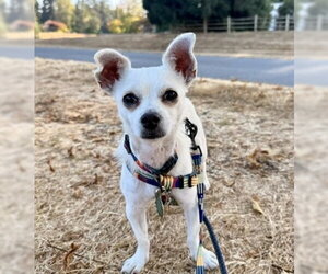 Chihuahua-Unknown Mix Dogs for adoption in Bellevue, WA, USA