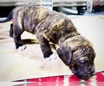 Small #10 American Bully