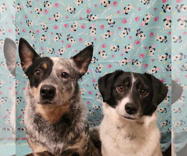 Medium Photo #1  Puppy For Sale in , 