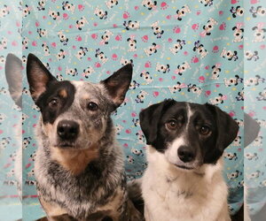 Mutt Dogs for adoption in FAIRLAWN, OH, USA