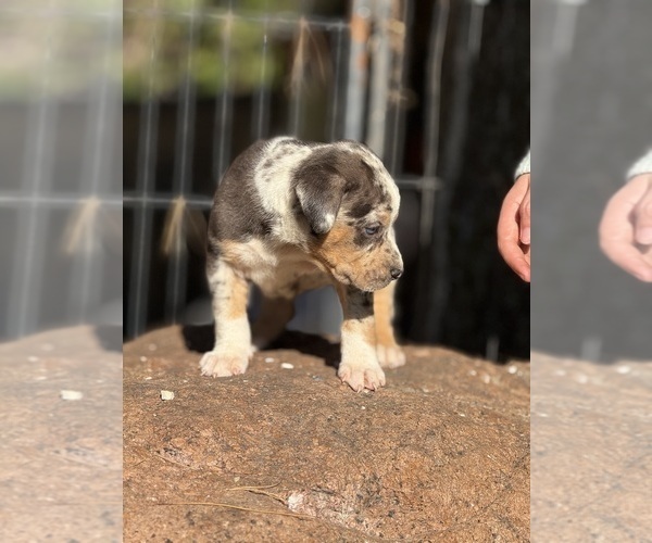 Medium Photo #9 Catahoula Leopard Dog Puppy For Sale in BUSHNELL, IL, USA