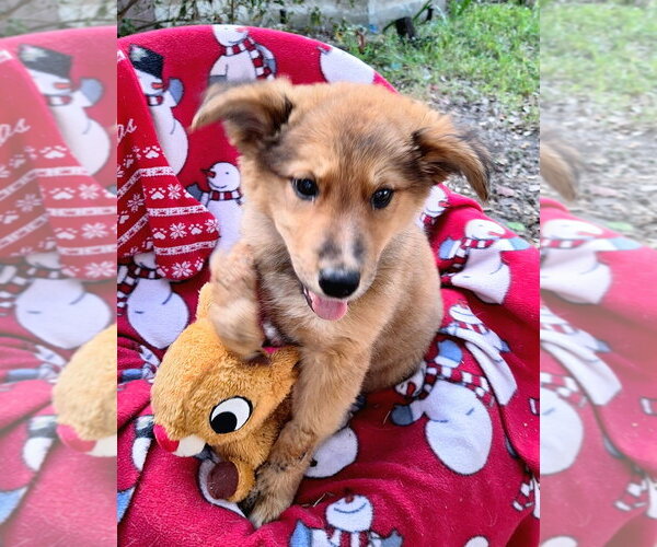 Medium Photo #3 Australian Shepherd-Unknown Mix Puppy For Sale in Missouri City, TX, USA