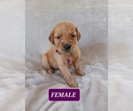 Small Photo #2 Golden Retriever Puppy For Sale in EARLY BRANCH, SC, USA