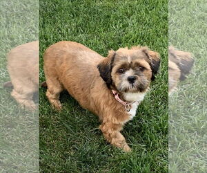 Shih Tzu Dogs for adoption in Sioux Falls, SD, USA