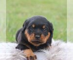 Small #3 Rottweiler