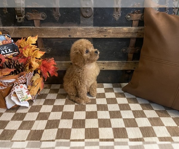 Medium Photo #4 Cavapoo (Miniature) Puppy For Sale in FULTON, KS, USA