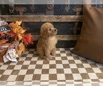 Small #3 Cavapoo (Miniature)