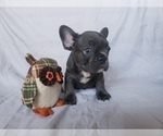 Small Photo #3 French Bulldog Puppy For Sale in LITTLE ELM, TX, USA