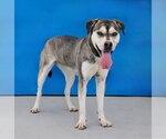 Small #1 Siberian Husky Mix