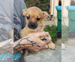 ShiChi Dogs for adoption in Royal Palm Beach, FL, USA