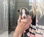 Small #6 Whippet