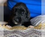 Small Photo #9 Goldendoodle Puppy For Sale in DANIELSVILLE, GA, USA