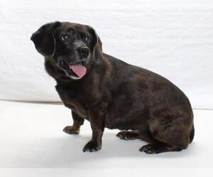 Dachshund-Unknown Mix Dogs for adoption in Burbank, CA, USA