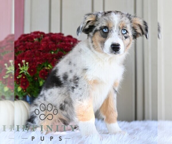 Medium Photo #3 Miniature Australian Shepherd Puppy For Sale in REBERSBURG, PA, USA