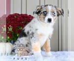 Daisy - Female Miniature Australian Shepherd Puppy for Sale - Photo #3