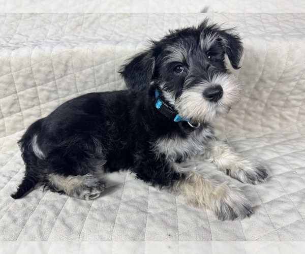 Medium Photo #5 Schnauzer (Miniature) Puppy For Sale in HIGHLAND, CA, USA