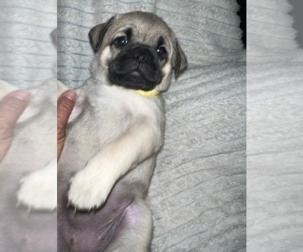 Medium Photo #9 Pug Puppy For Sale in MINERAL RIDGE, OH, USA