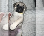 Small Photo #9 Pug Puppy For Sale in MINERAL RIDGE, OH, USA