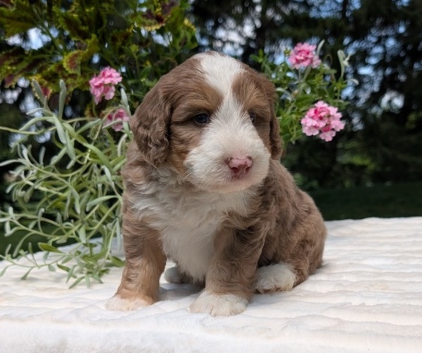 Medium Photo #5 Miniature Bernedoodle Puppy For Sale in GOSHEN, IN, USA