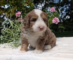 Small #4 Miniature Bernedoodle