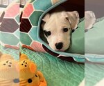 Small Photo #3 Labrador Retriever-Unknown Mix Puppy For Sale in Katy, TX, USA