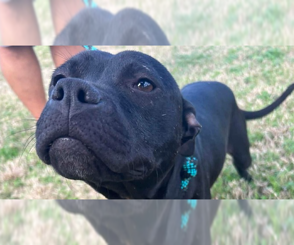 Medium Photo #1 Mutt Puppy For Sale in Abbeville, LA, USA