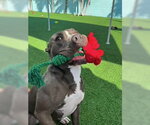 CHANCE - Male Labrador Retriever-Unknown Mix Dog for Adoption - Small photo