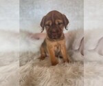 Small Cocker-Pei