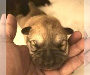 Mutt Dogs for adoption in Houston, TX, USA