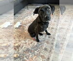 Small #4 Labrador Retriever Mix